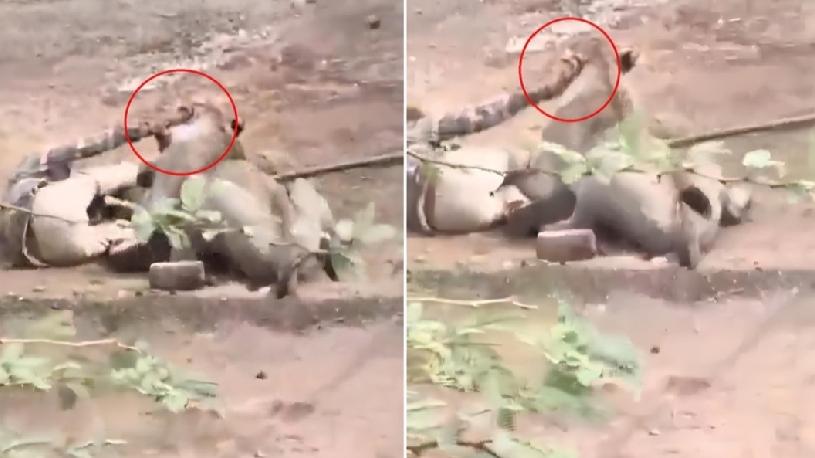 印度古吉拉特邦（Gujarat）近日发生狮子袭击人类事件。一名牧牛男子在遭到母狮