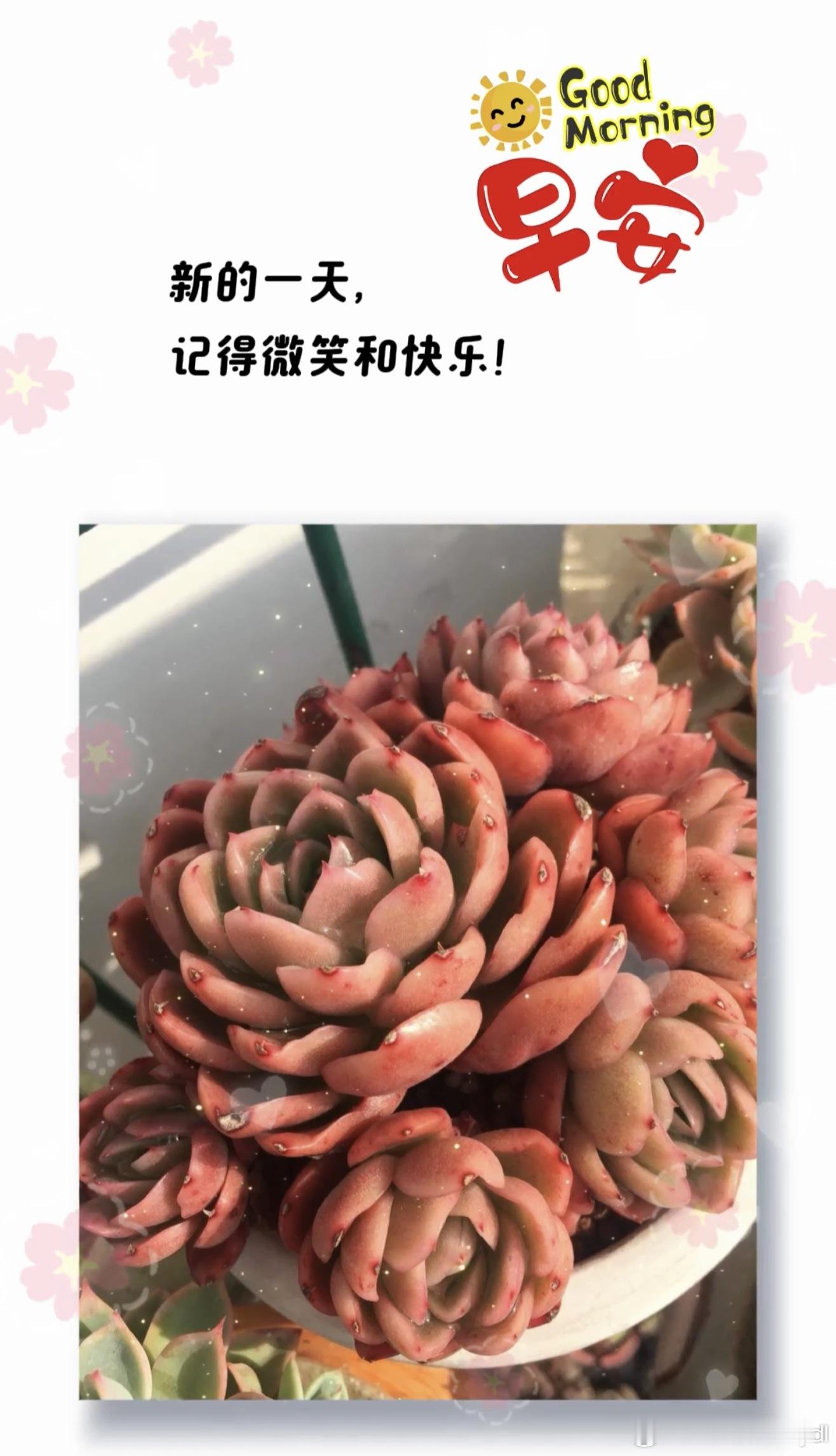 学会享受自己努力的过程 早安周三☀️ 花儿向着阳光用力伸展，不是为了和谁比美，而