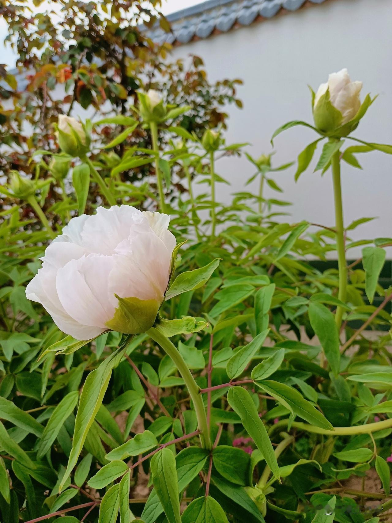 花香门第[大笑][害羞][捂脸]

二姐家的牡丹含苞待放，看起来芳香迷人满枝桠，