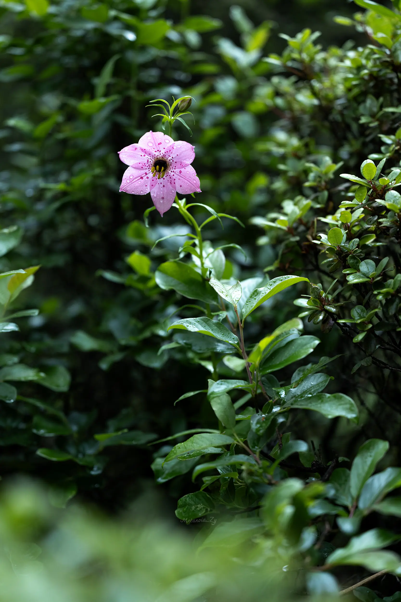 开瓣豹子花。百合科百合属 开瓣豹子花（开瓣百合），学名Lilium a...