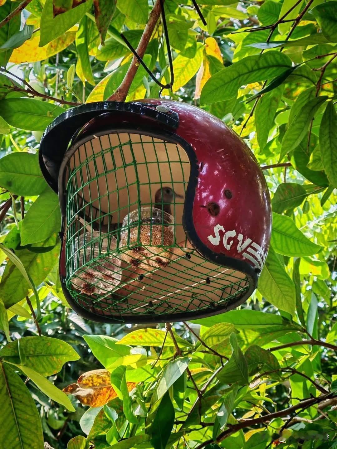 网友因为没钱卖鸟笼所以自己动手做了一个鸟笼，感觉不错！