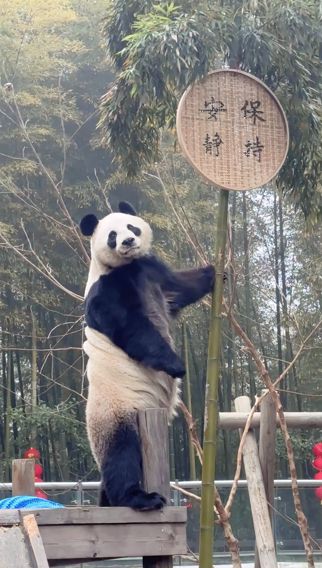 大熊猫华丽: 两脚兽们，看到大字了吗？🐼 