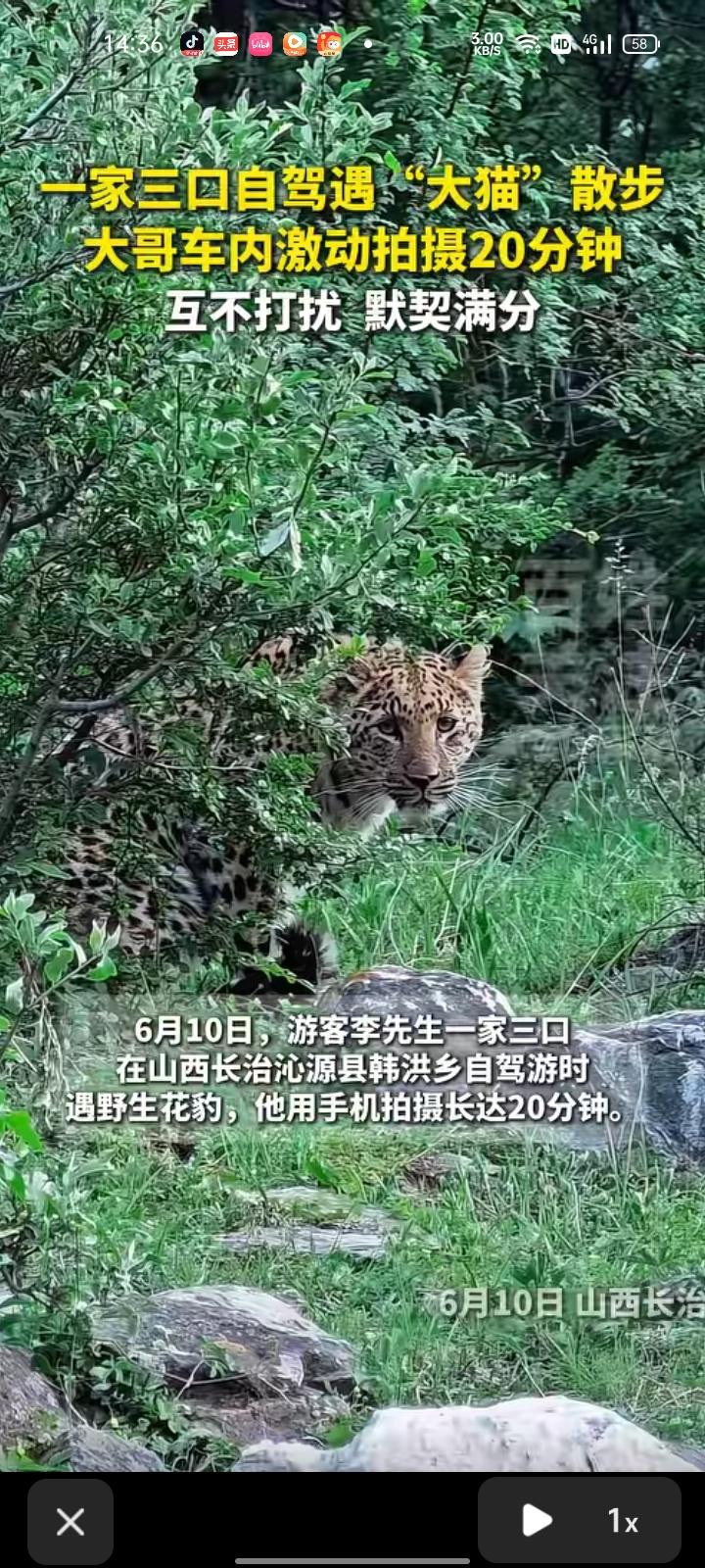 6月12日，长治市沁源县。一家三口自驾游时遇到野生花豹，用手机拍摄长达20分钟，