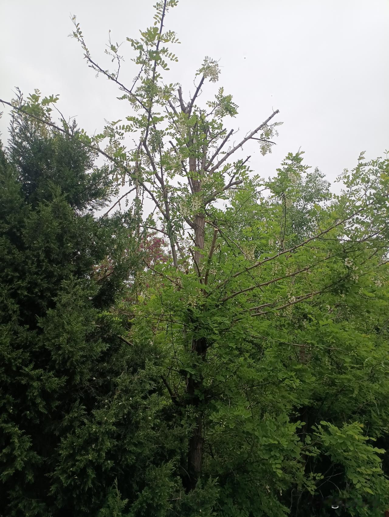 别再糟蹋槐树了！槐花再香，也不能这么摘
 
槐花正当季，清甜可口，市面上都卖到5