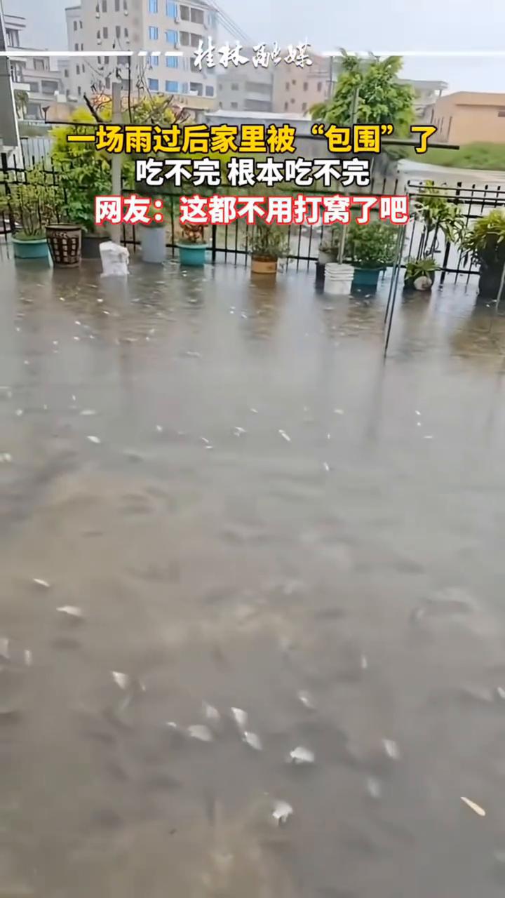 一场雨过后家里被"包围"了，吃不完根本吃不完。网友：这都不用打窝了吧。
桂林西媒