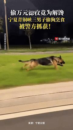 近日宁夏吴忠，三名男子深夜驱车20公里偷走两只价值1.2万元的德牧，警方接到狗主