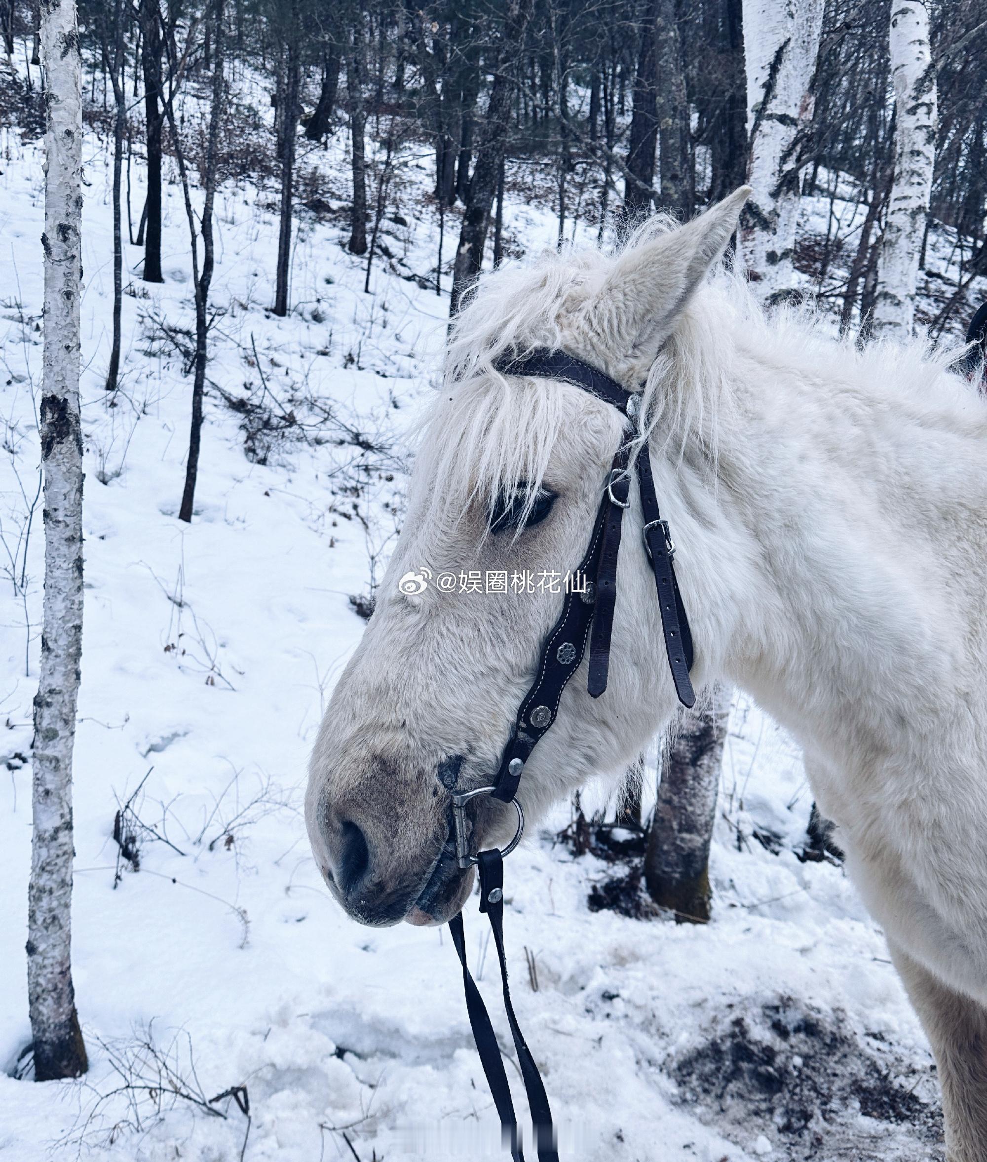 李纯一套衣服横跨70度 这套衣服跟着李纯从冰天雪地到烈日当空，70度温差里藏着拍