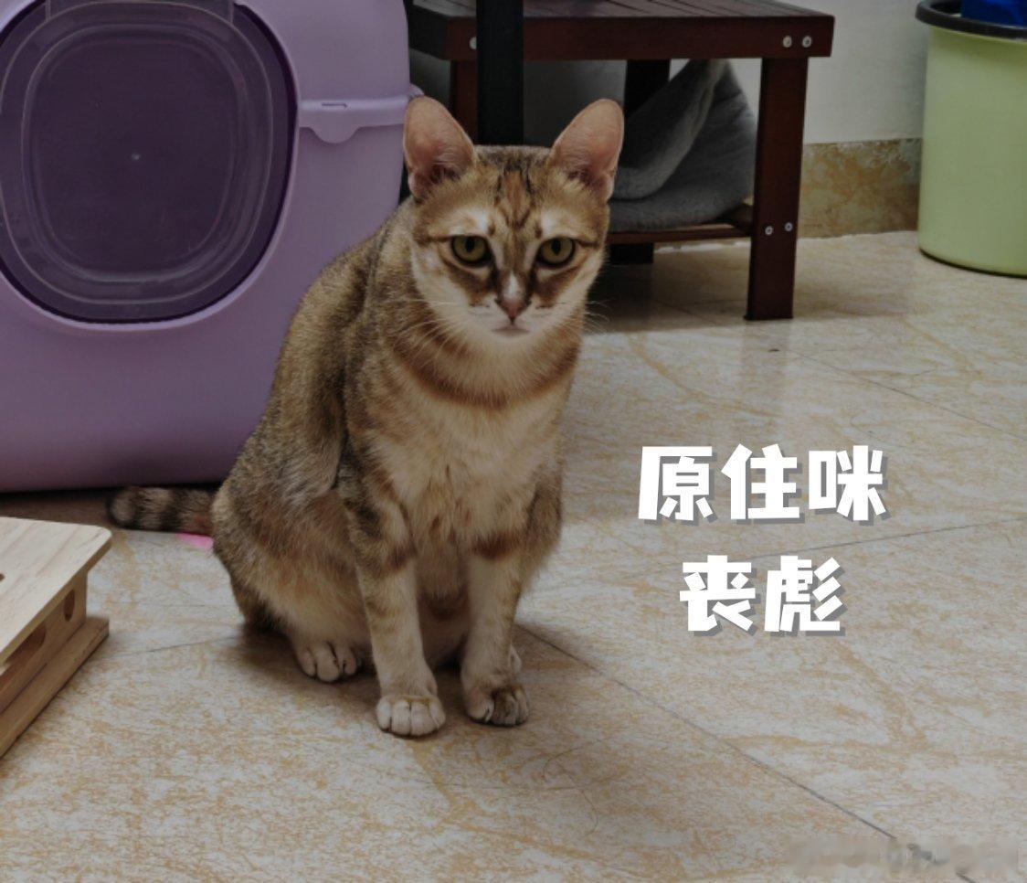 今天命里捅了猫窝，早上遇见一只隔壁楼的奶牛猫（没来得及拍照），冲着玻璃窗叫，于是
