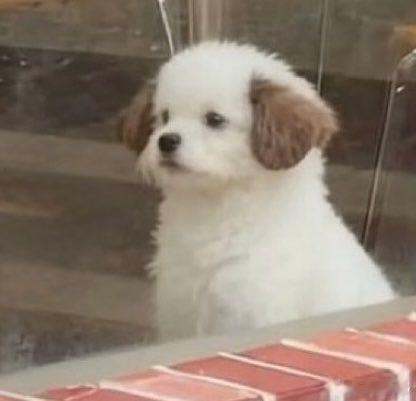 许凯soso难道真的不是小狗੯‧̀͡⬮? 