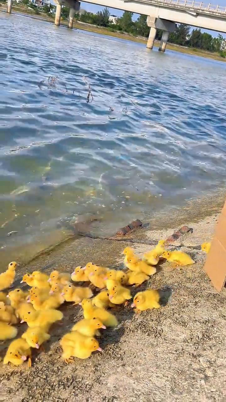 鸭子们赶紧下去游泳吧。记住只能游5分钟，游到时间了就必须得立马上来，不用我救，知