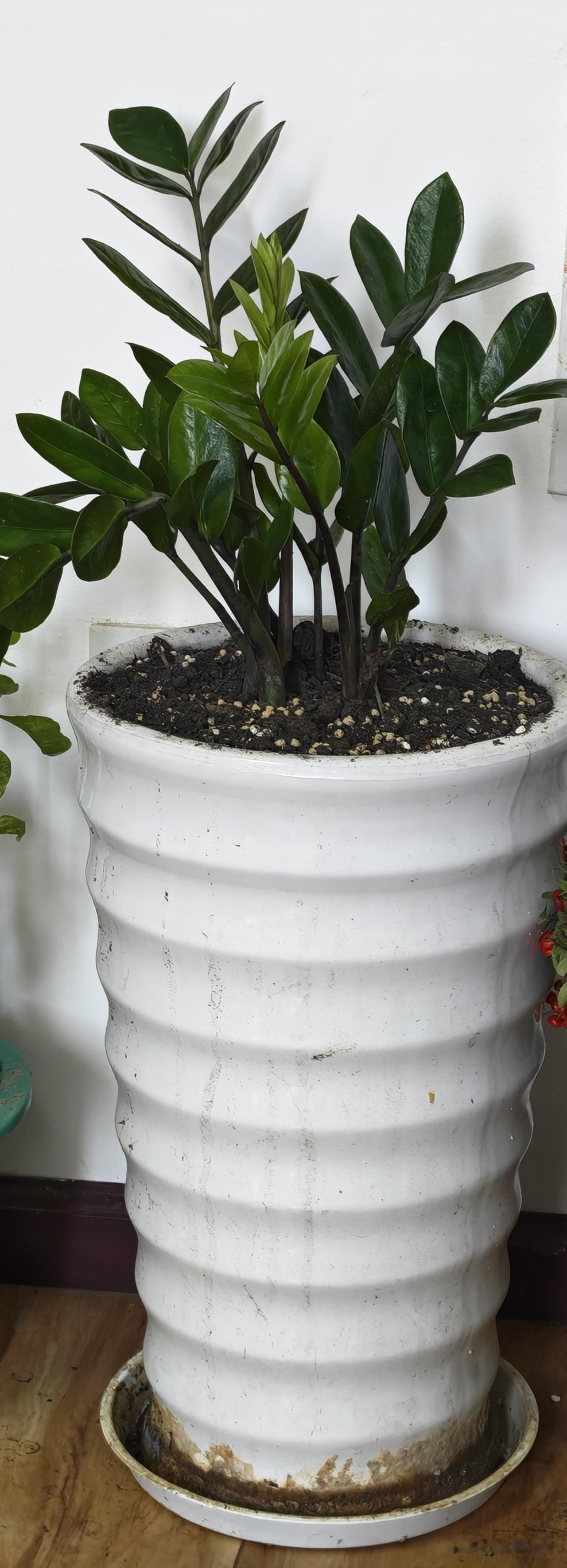 我在客厅养了一棵金钱树，金钱树株型美观，叶片亮绿.是一种优良的室内观叶植物.具有