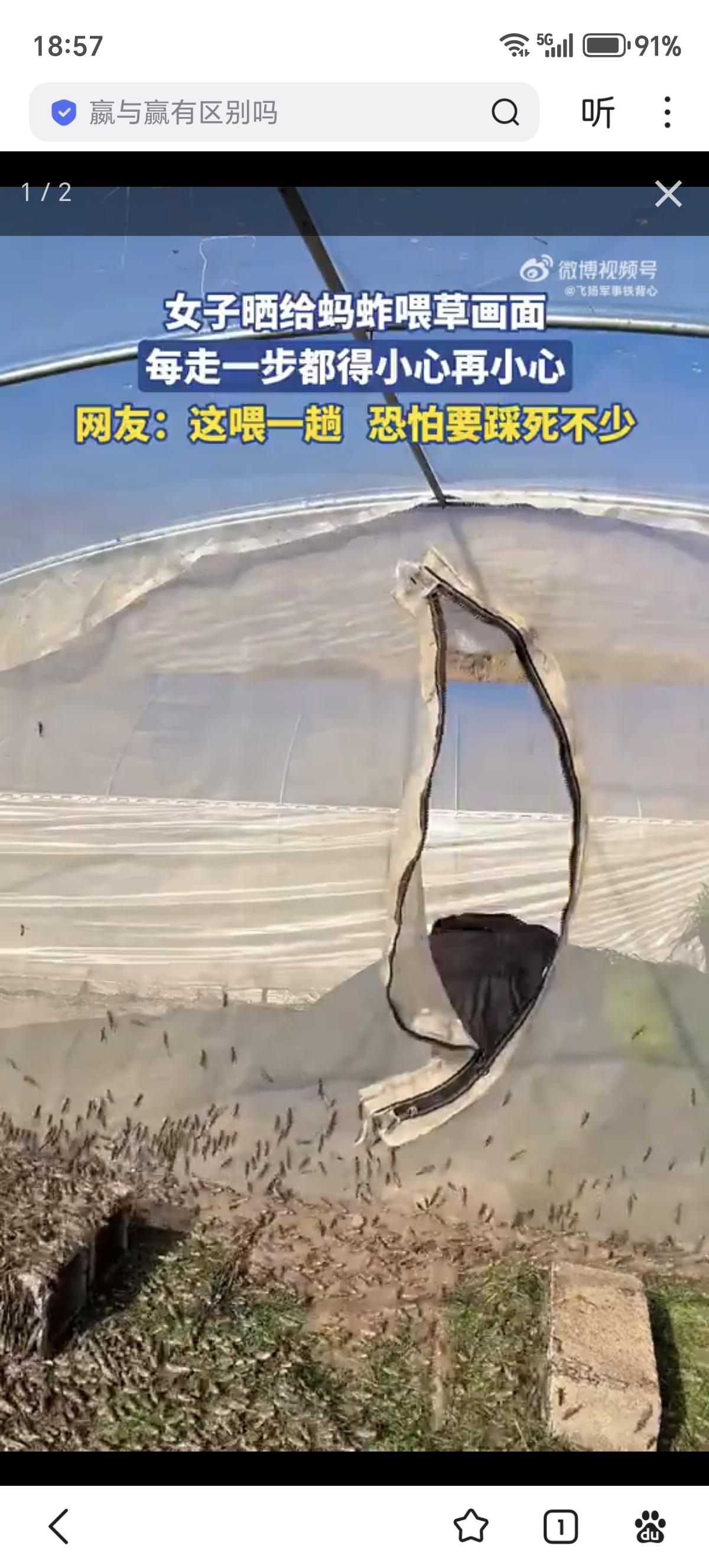 等一下！！！
我知道现在没有蝗灾了，但居然有人专门养蚂蚱？

有点孤陋寡闻了，查