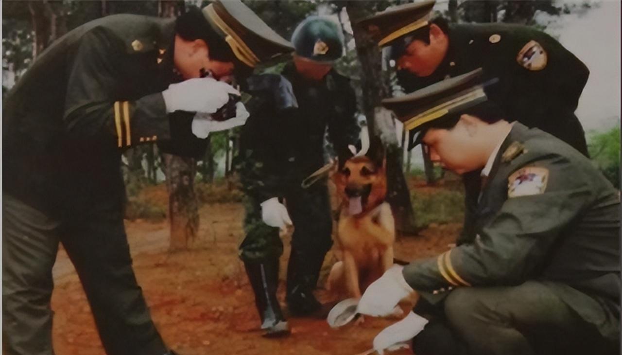 1993年，保定一农村妇女在下地耕作时，隐约看到自己麦地里有一头“死猪”，妇女走