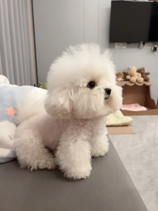 今天也是小短腿呢