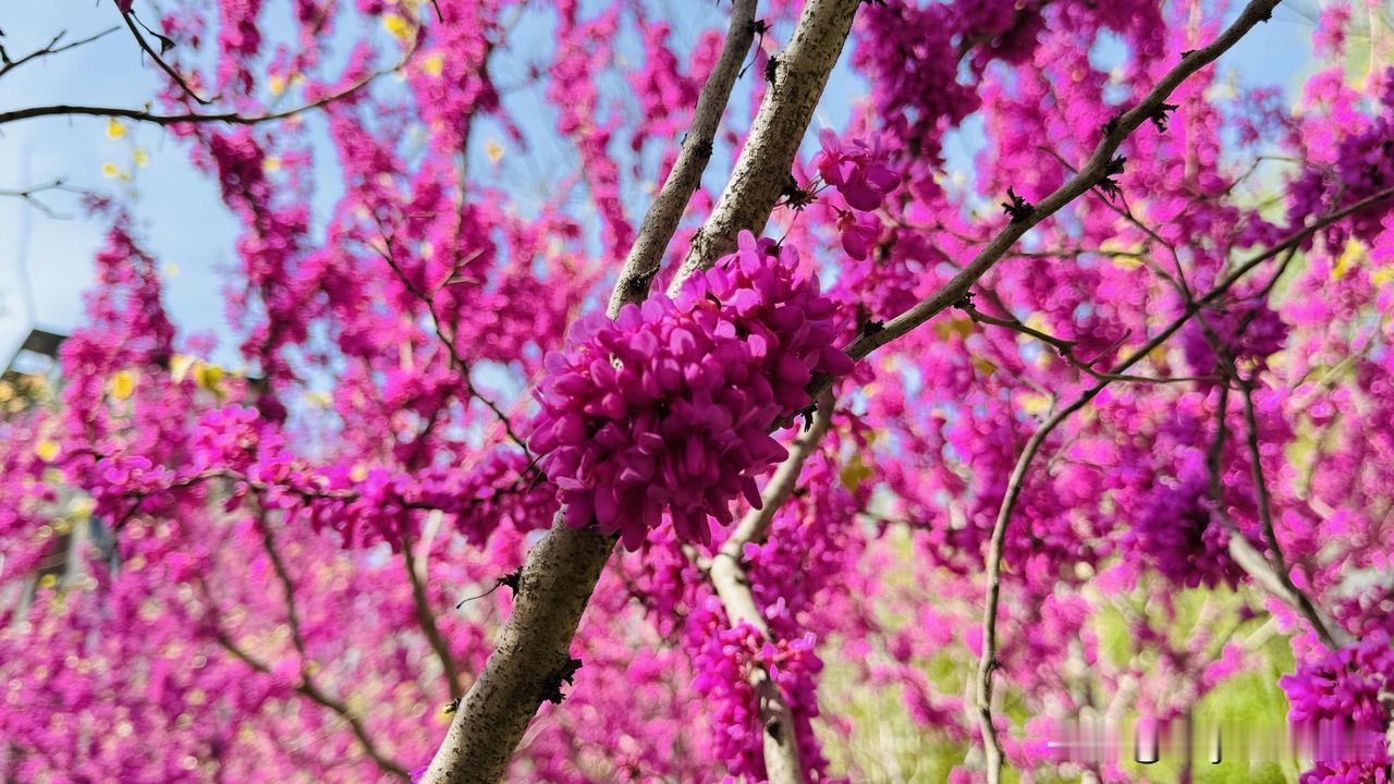 不经意间小区里的花儿都开了，但花盲的我每个都叫不上名字。