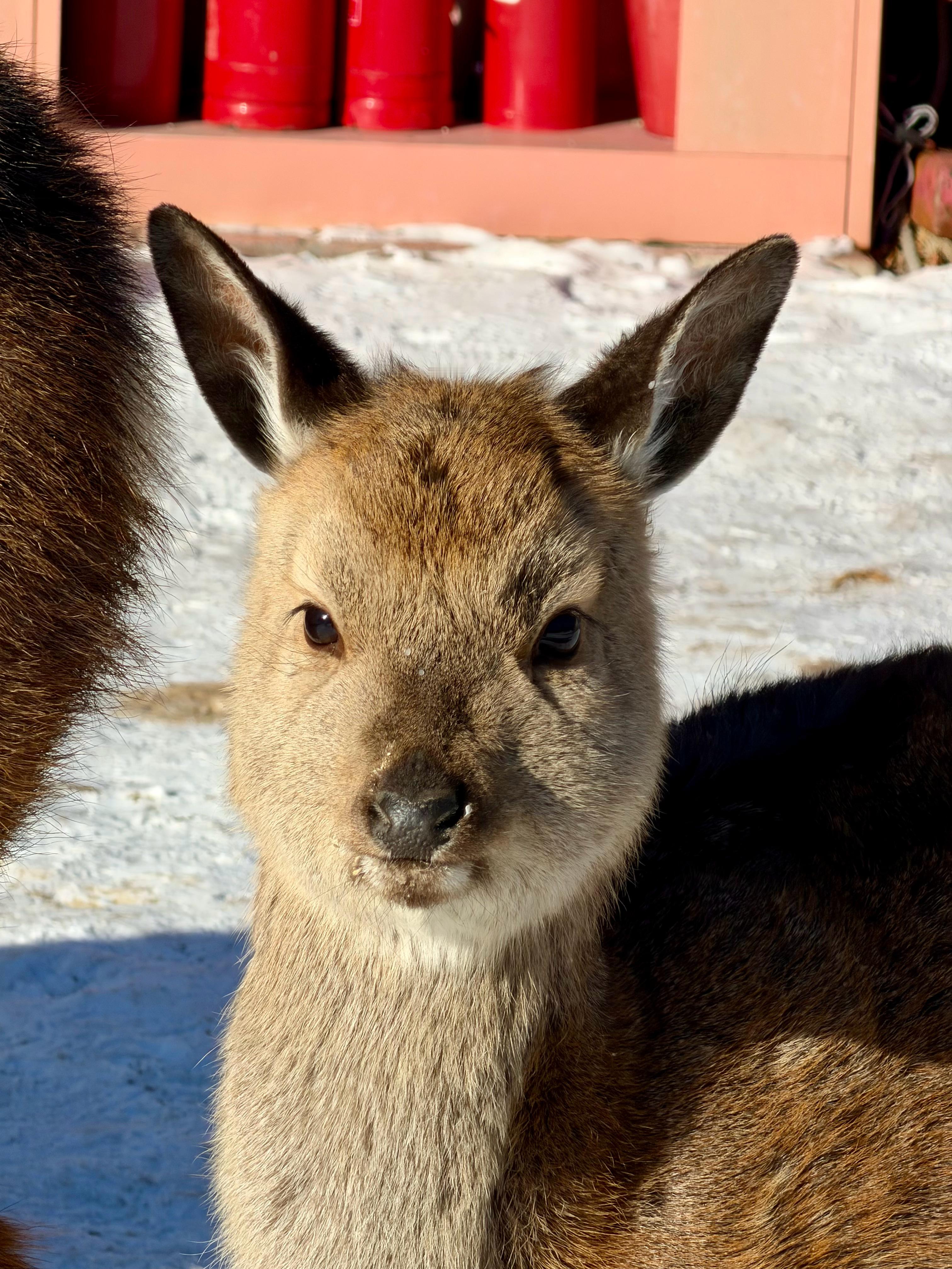 它在对我wink 好可爱～怎么会有那么可爱的小鹿宝宝，吃东西都斯斯文文的我的日常