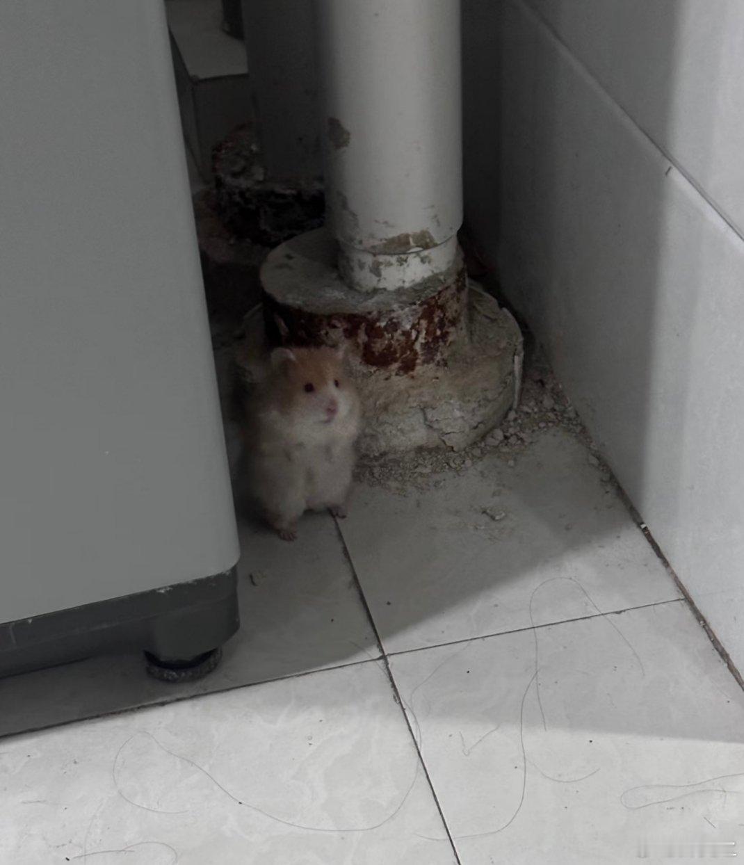 在学校水房捡了只流浪鼠 