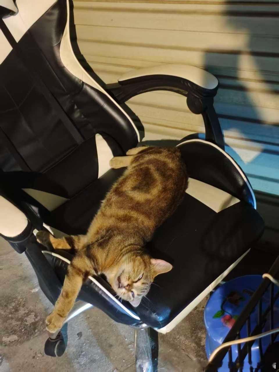 50633【丑猫】世界上倒数第一好看 