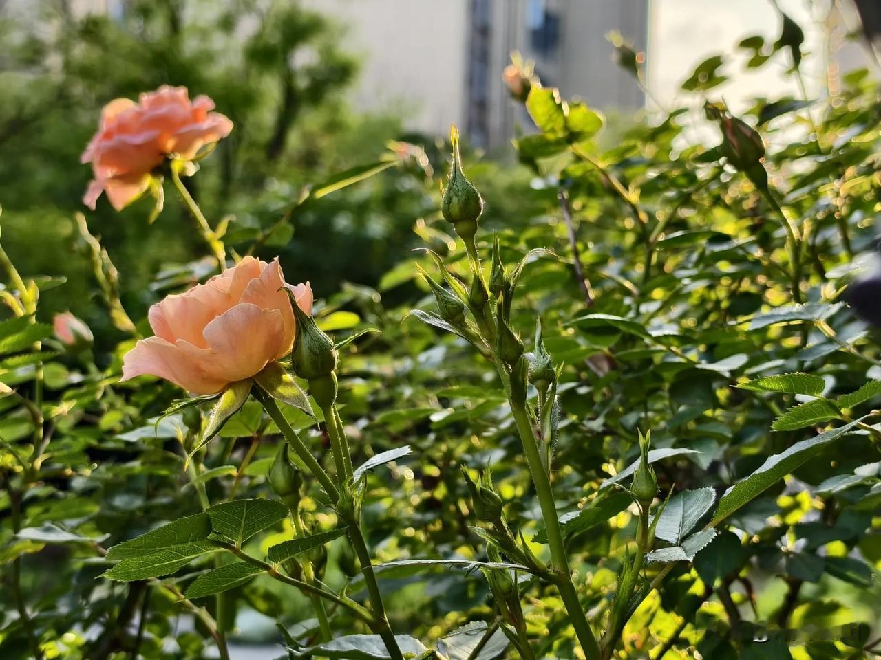 今天学了一项新技能，做了一件有意义的事情。

院子里种了两棵夏黑葡萄，是从同学的