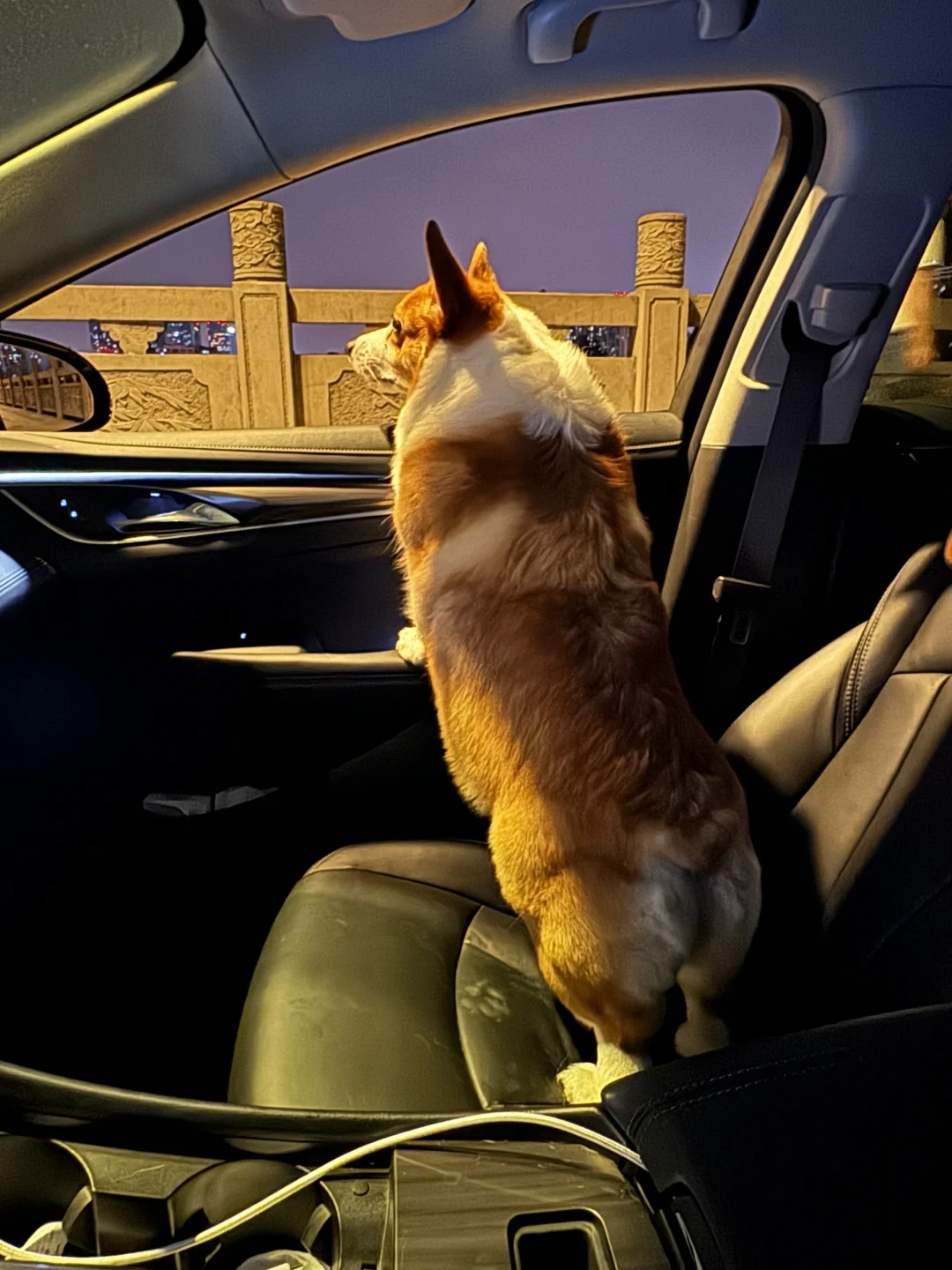 今天也是接爸爸下班的三好小狗🐶