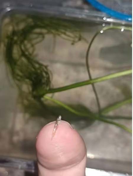 网上买的鞭炮笋，有人知道这是什么吗？ 