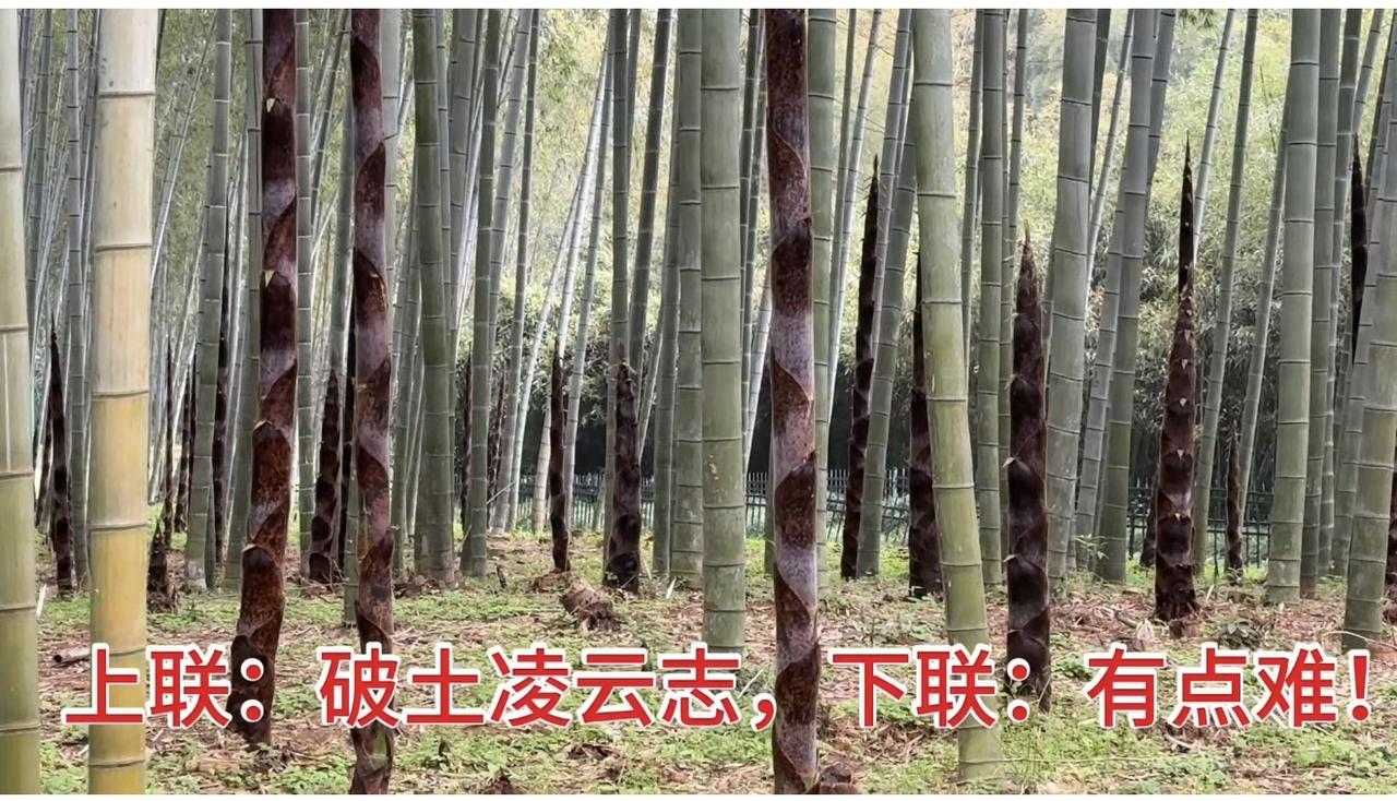 竹子长得真猛！竹子一天一个样！
上联：破土凌云志，下联？
上联：破土凌云志，下联