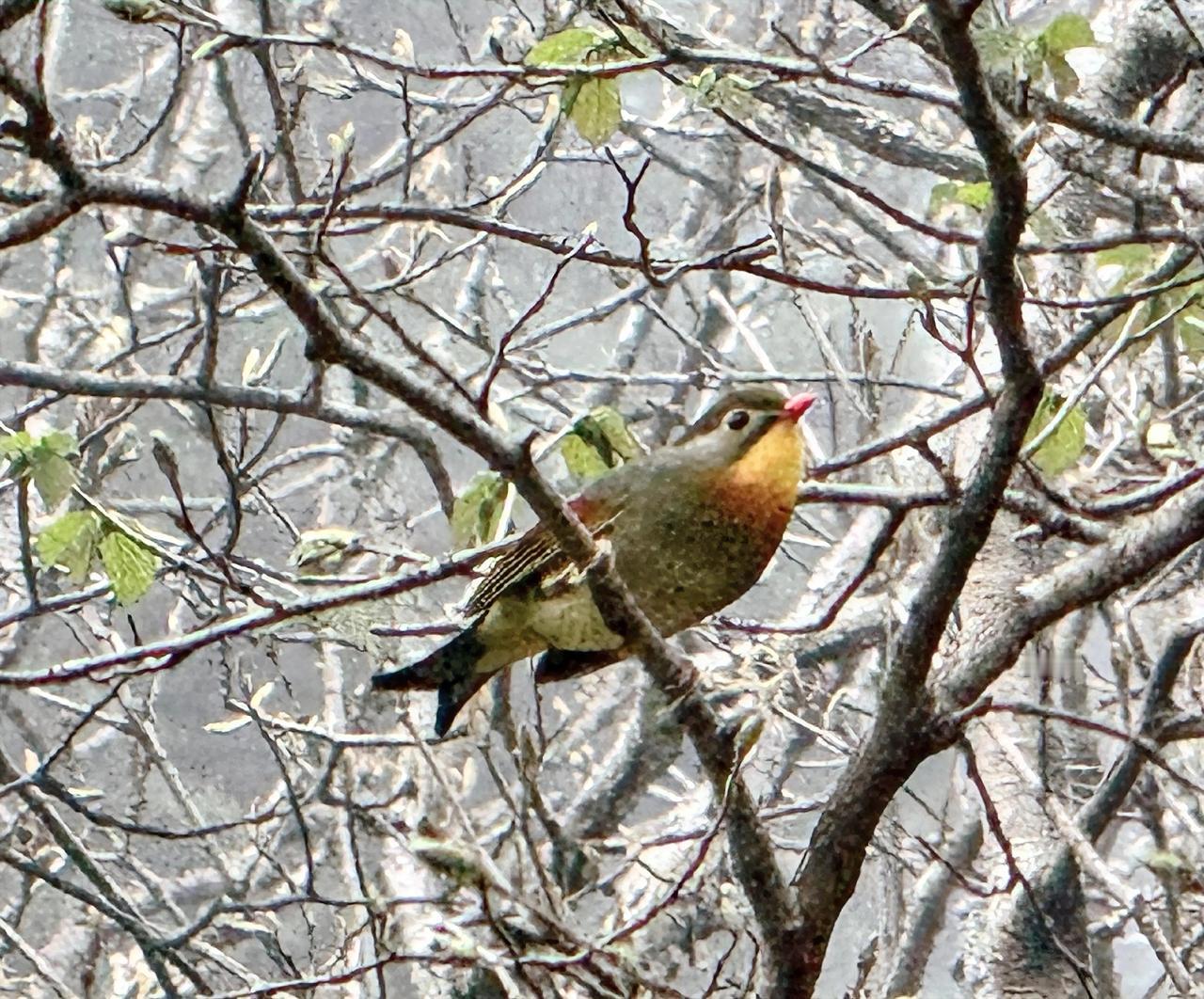 小鸟站在树枝上，静静地望着远方，仿佛在思考着什么。瞧这小奶猫，睁着大眼睛，简直萌