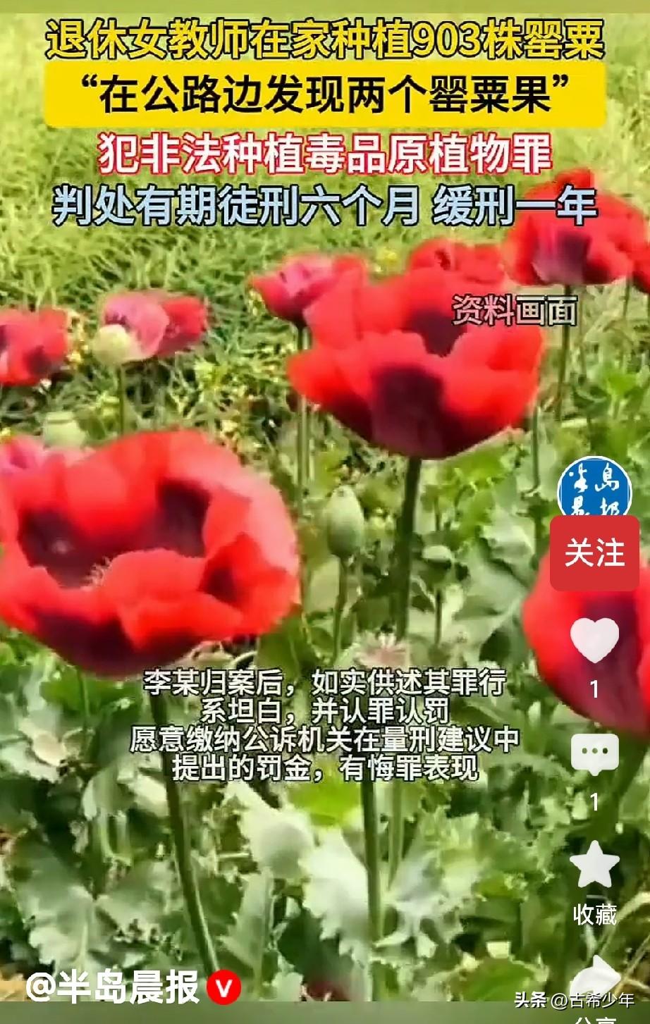 私种罂粟花获刑:同是云南人，我比那位退休女教师多了份清醒——
 
近日，看到云南