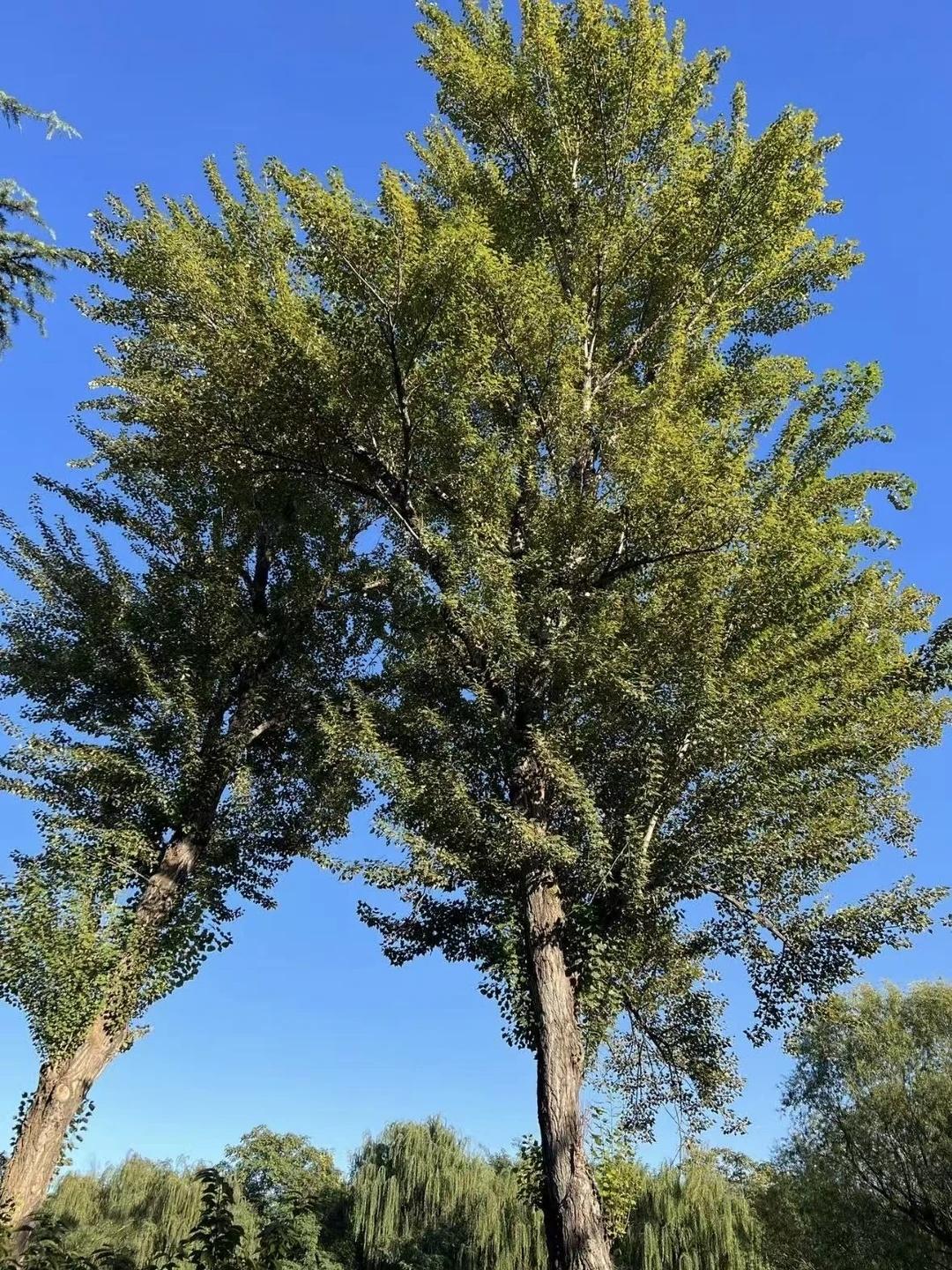 柳丝垂落如帘，湖面倒映着亭台与晴空，风过处，碎了一汪温柔。蓝天里的大树舒展枝桠，