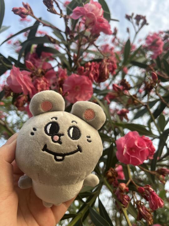 大鼠和夹竹桃很搭哦