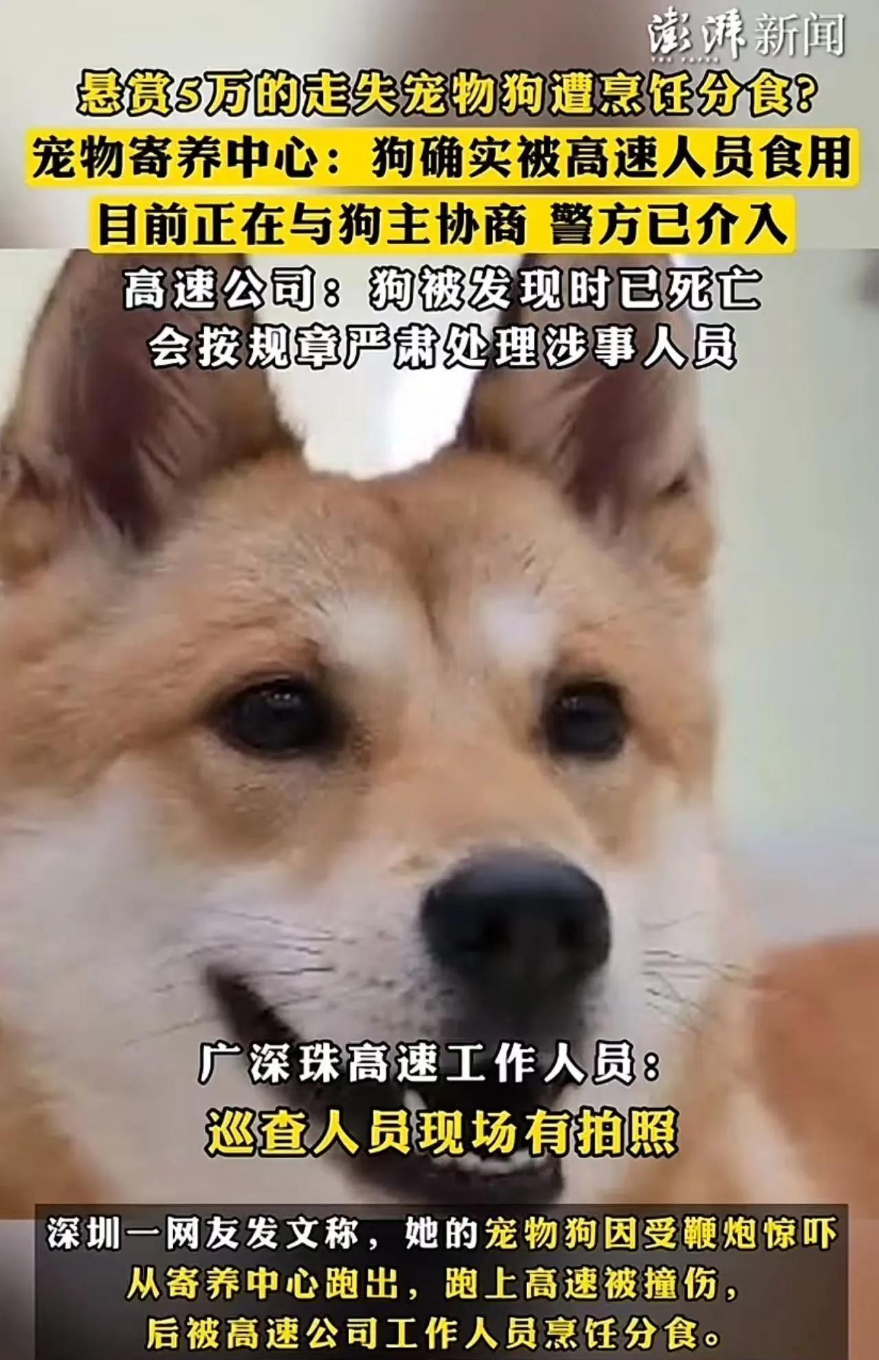 宠物狗走失，主人悬赏5万，但万万没想到，被 8 名高速工作人员烹饪分食！高速公司