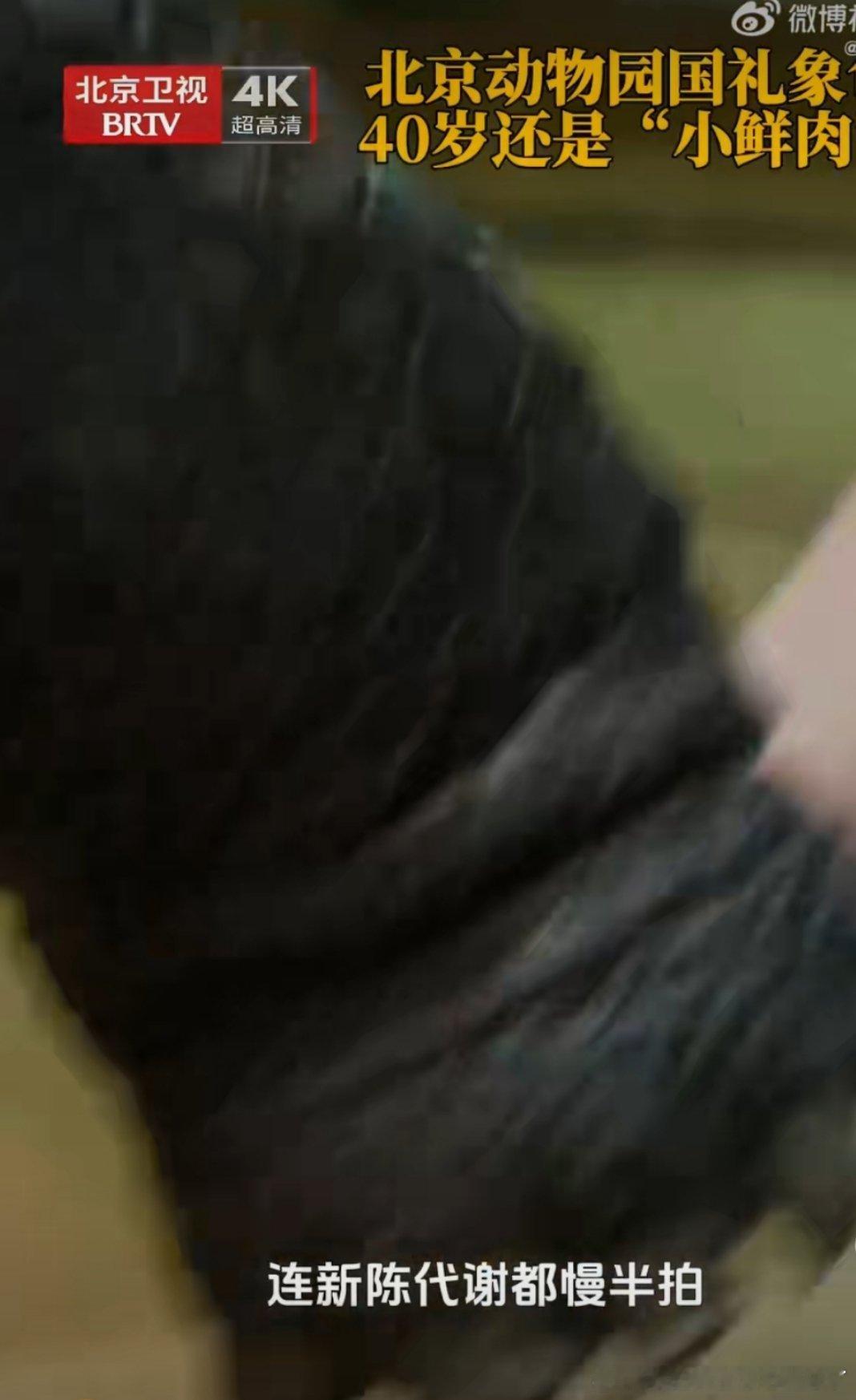 北京国礼象龟轻松活200北京动物园这只40岁的亚达伯拉象龟，可是当年的珍贵国礼，