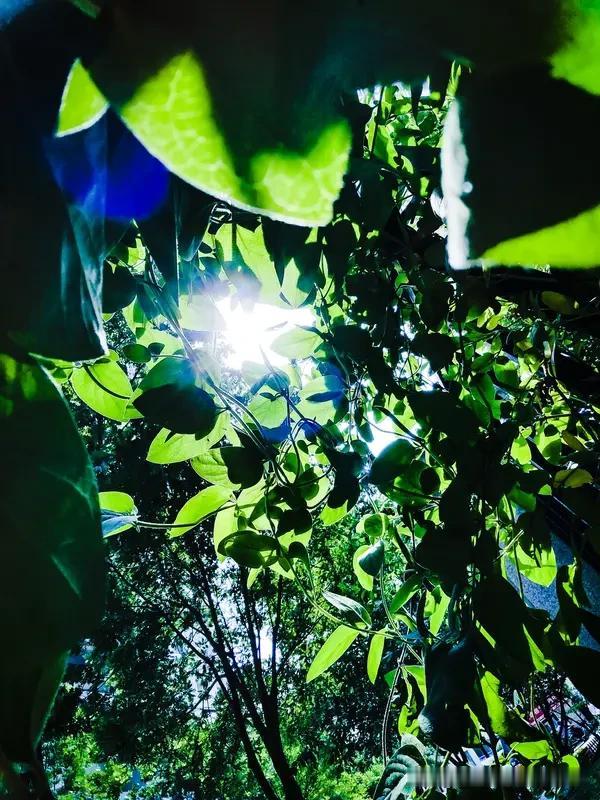 风关草廉入夏初，
晴光暖翠满庭除。
荷尖初露新蜂醒，
一抹清阴映野庐。
干山不语
