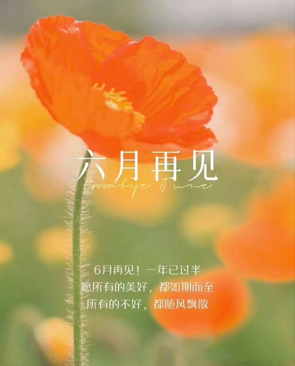 💐走着走着，6月就要咬尾收官了，今日这个月的最后一天。一晃一年匆匆过半，告别6