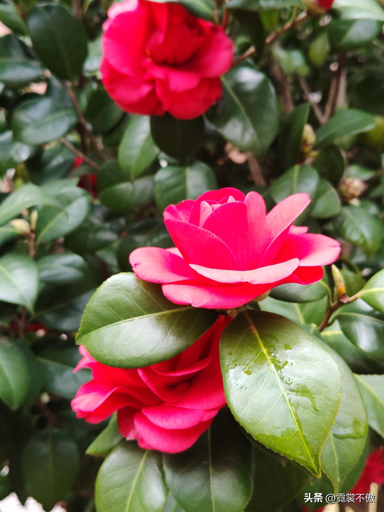 山茶花，鲜艳夺目，魅力四射！