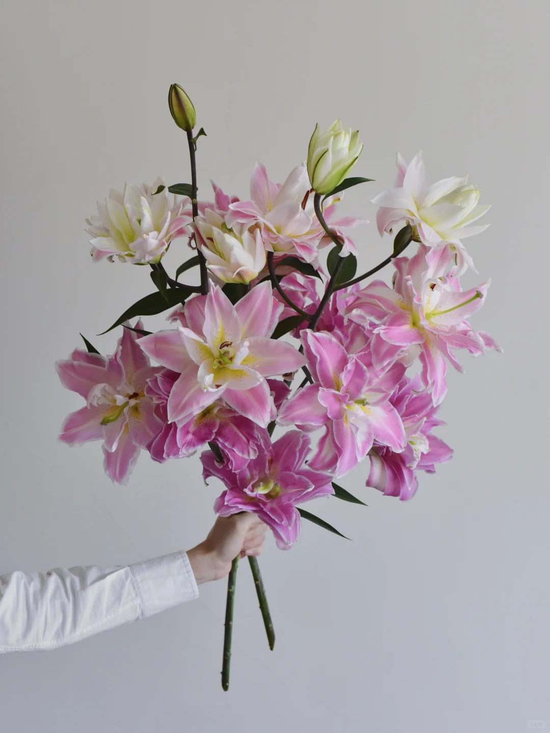 百合·莲花之境（树）