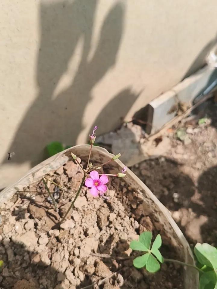 这是在乡下老家夹墙缝隙中拍摄的。
第一个不知道名字。
第二个木耳菜开花。
第三个