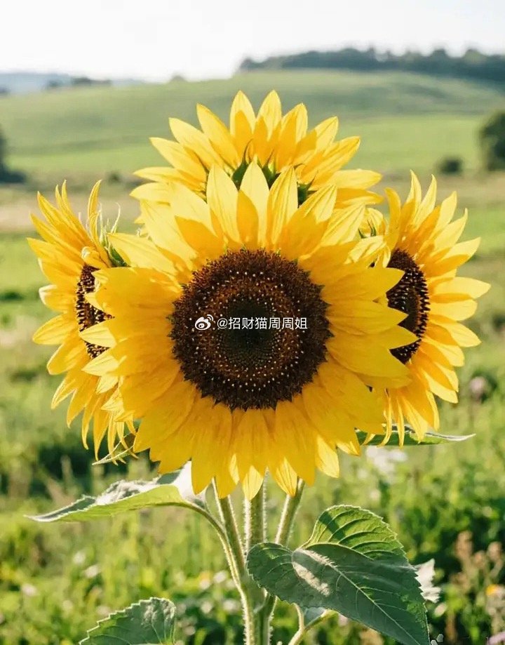 明日可能上涨的板块有这几个：1.家用电器。今日上涨两连阳。5日均线企稳，10日均