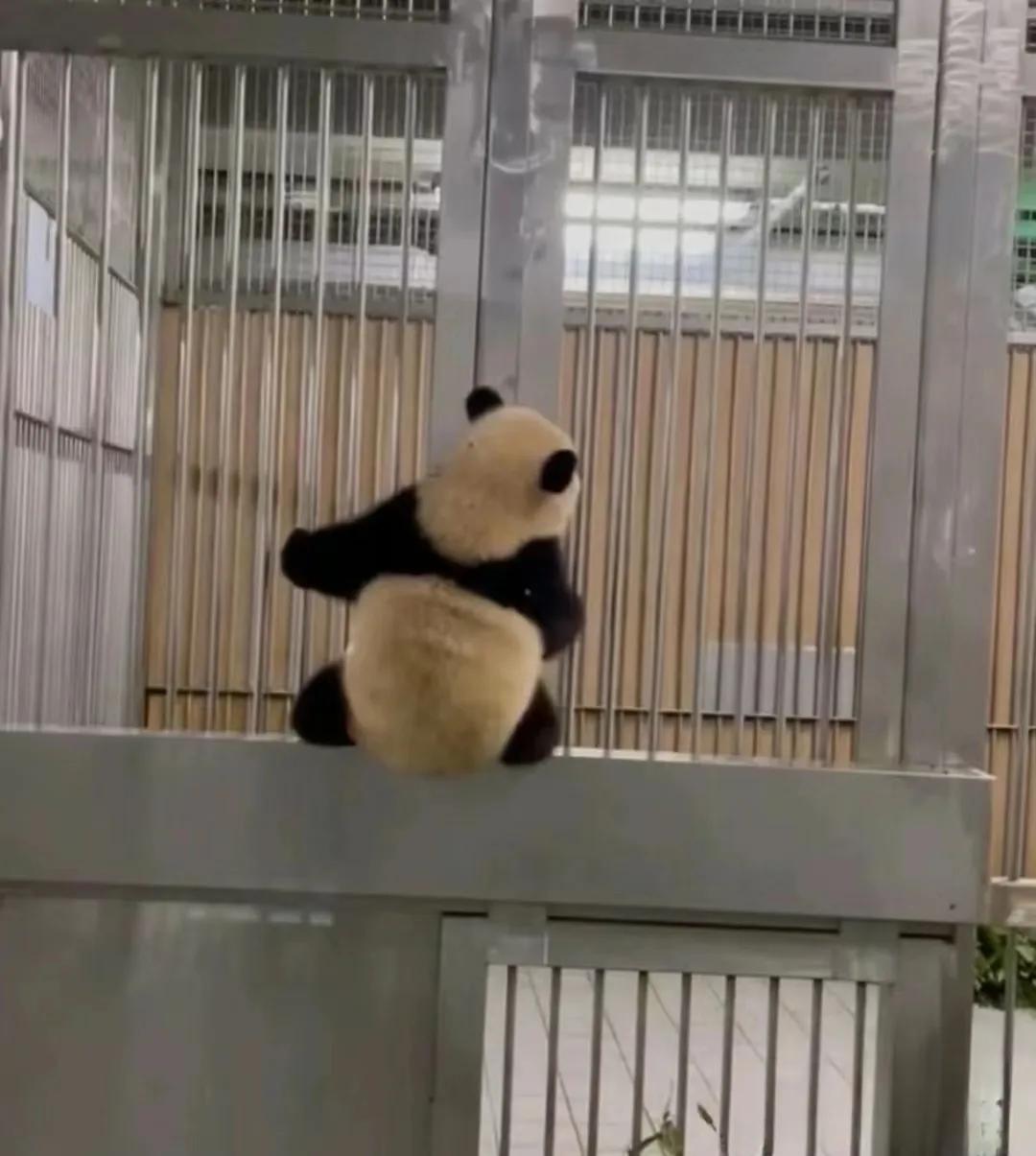 不是一家熊不进一家门
依次是猪猪、甜睿和光军
每次女儿出生
乐大爷都会兴奋地爬上