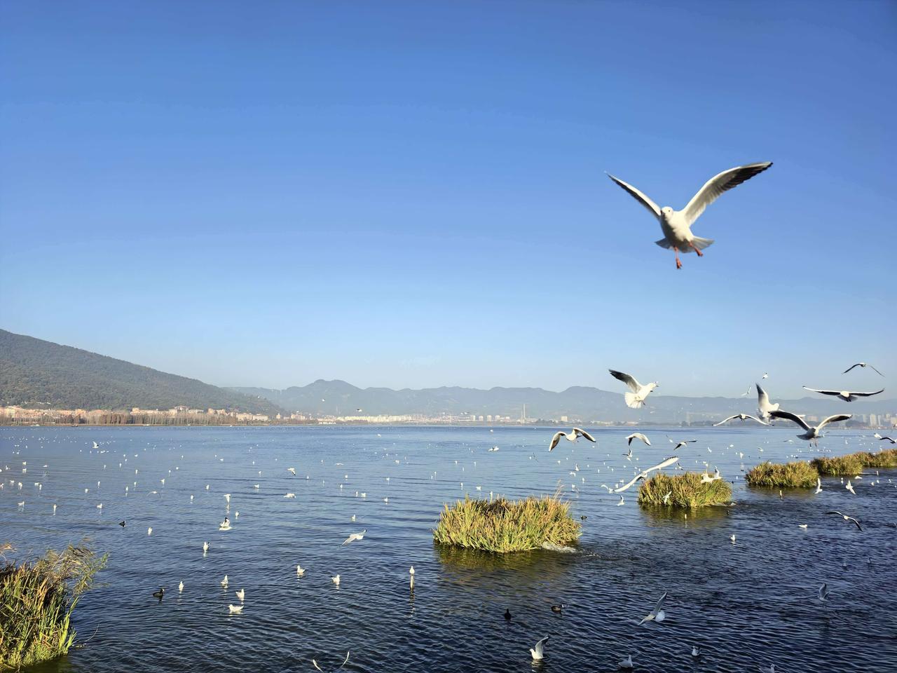 飞翔的海鸟，犹如中国经济巨轮，振翅翱翔，行稳致远。