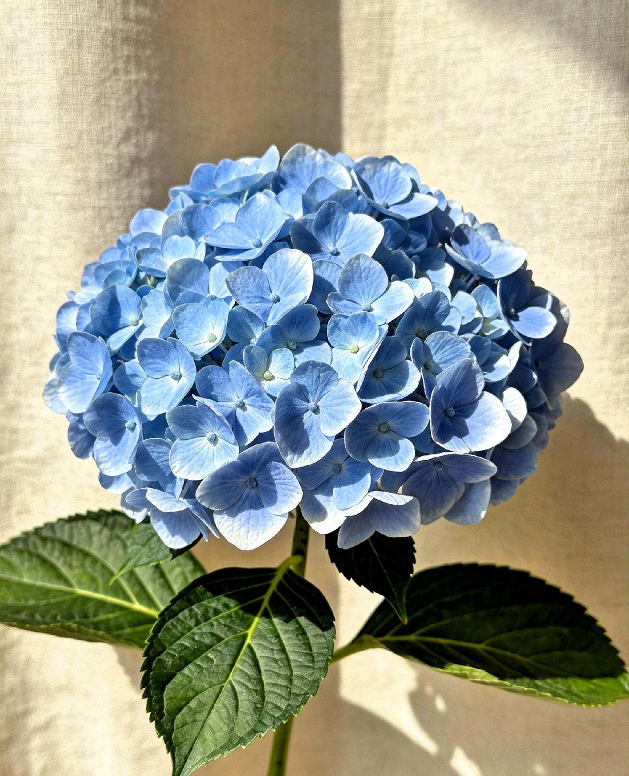 一位医生说，
“如果你气血不足，根本不用太担心，会出什么严重的大病，因为你气血不