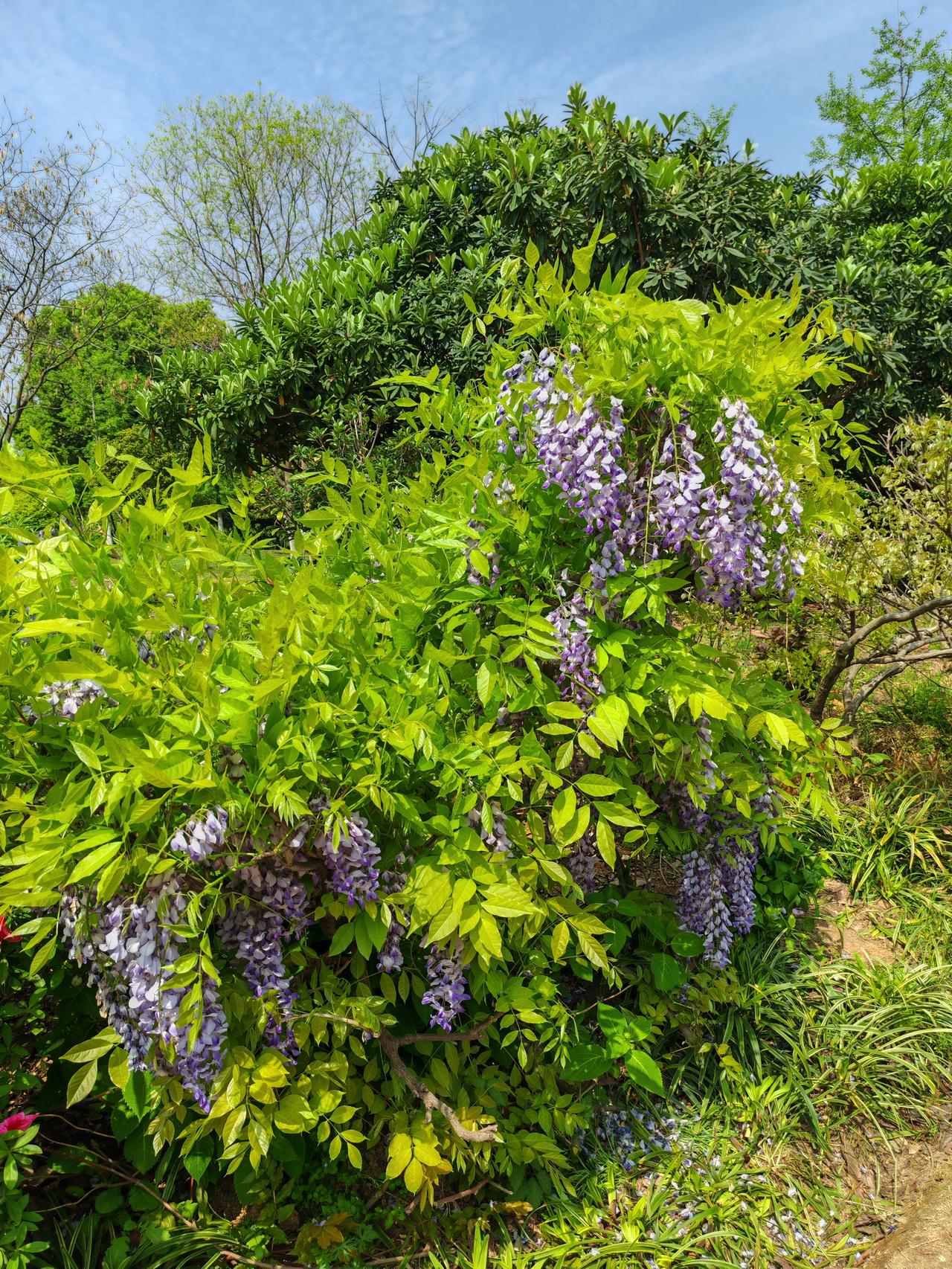 那天还刷到一个视频，有人拿麻袋去装紫荆花，说能吃，做汤炒鸡蛋等等。我没有吃过，感