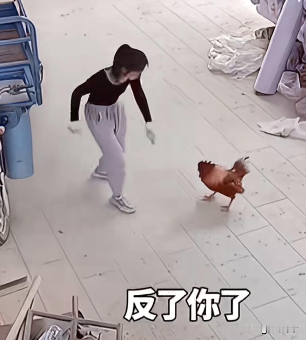 夏日生活打卡季大公鸡啄美女，被美女揍得灿烂。