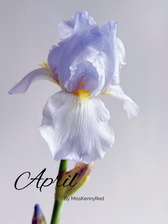 德鸢①③.麦当娜｜蓝色帷雾