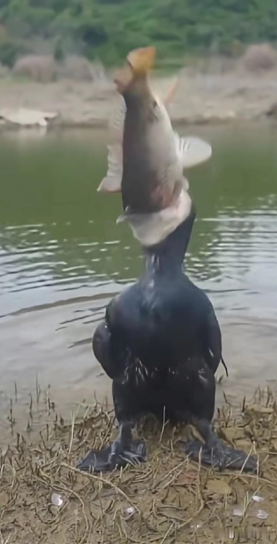 过去，我跟朋友的摩托艇到淀山湖，开到湖边的网箱处，站在网箱桩上的野生鸬鹚纷纷飞起