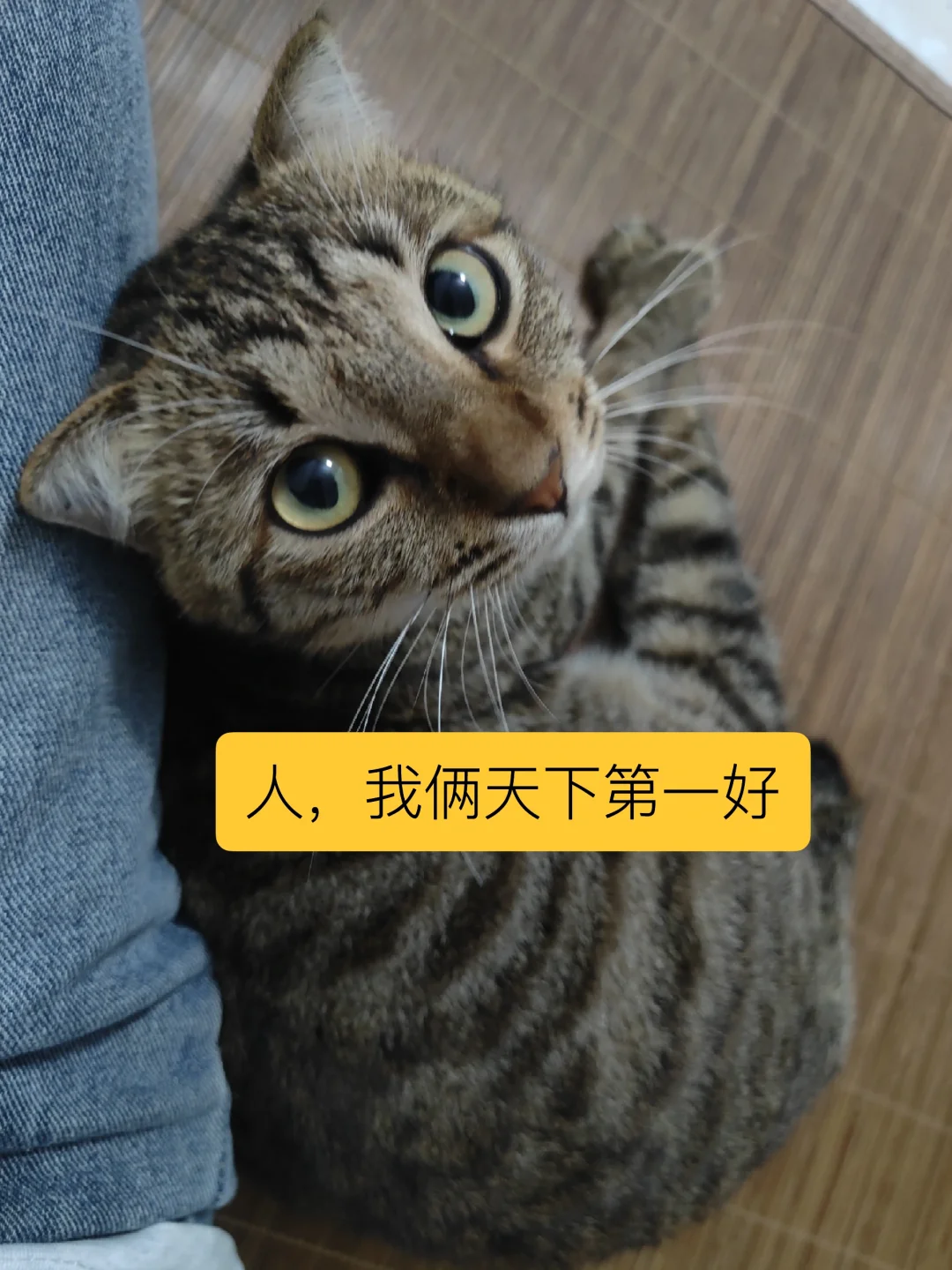 咪虽粘人，但一旦遇到危险