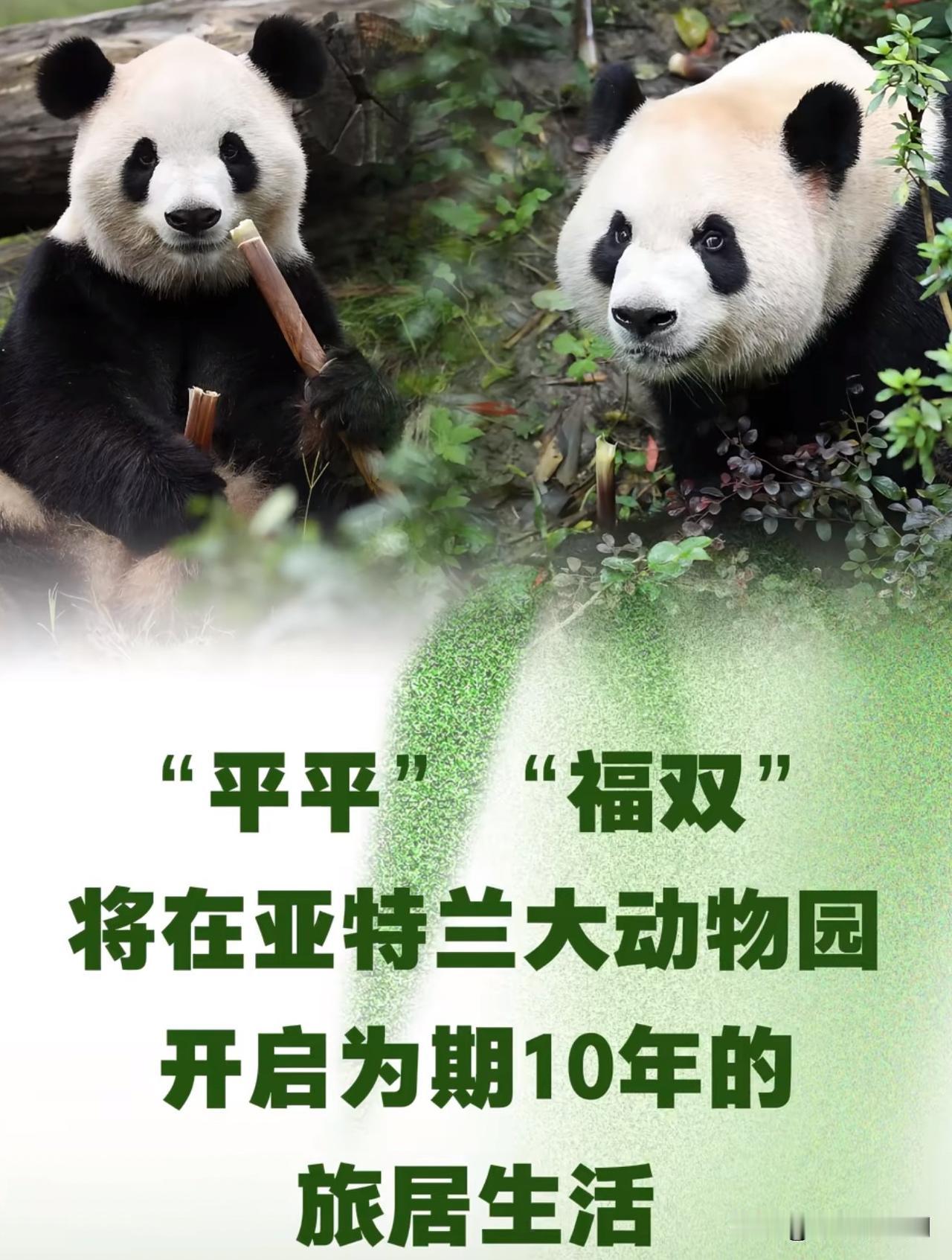 大熊猫昨晚已到亚特兰大！
27日凌晨，大熊猫"平平""福双"从成都双流机场搭乘联