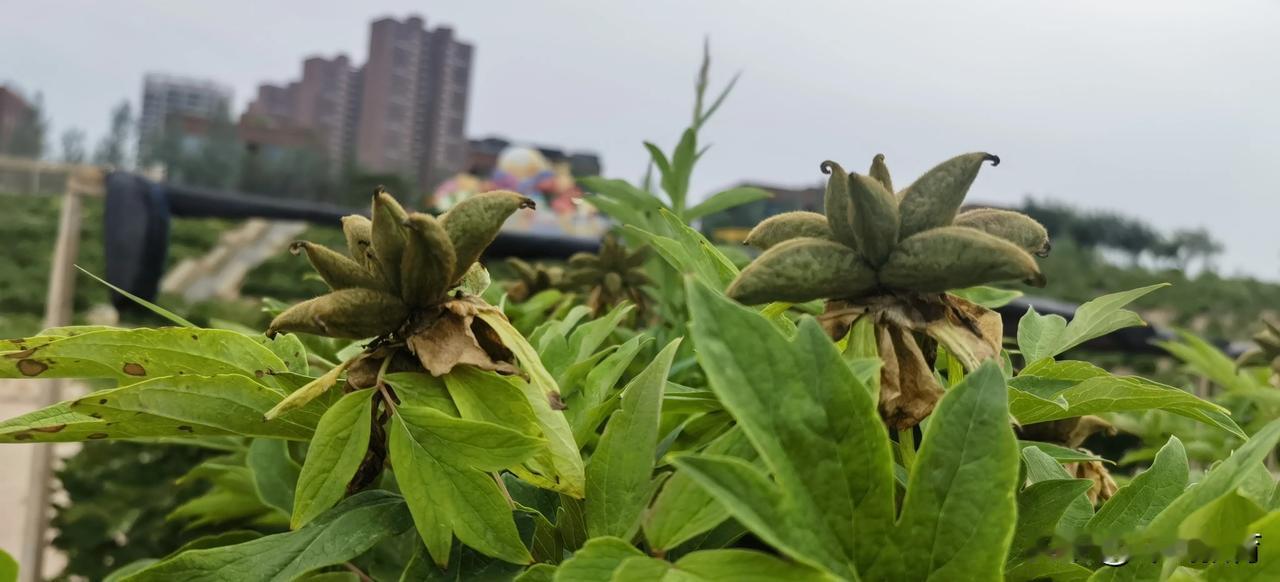 有认出来这是什么的吗？