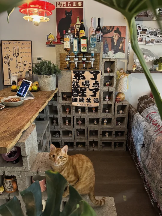 改造有品位！生活感满满的出租屋🍊