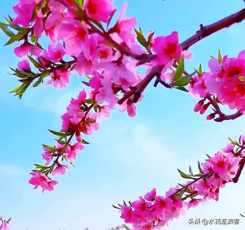 《春 色 在 逃》
[微风][微风][微风]
春风是第一个咬断镣铐的。
它从高墙